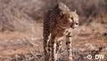 A cheetah walks warily in a dry, brown landscape