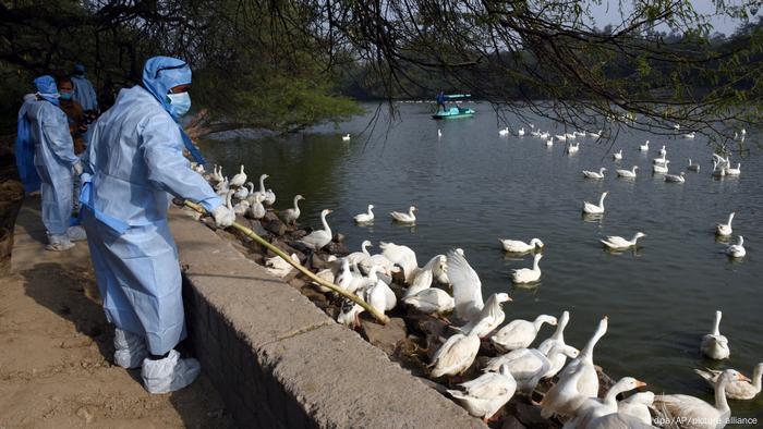 India Culls Thousands Of Birds Over Avian Flu Concern Asia An In Depth Look At News From Across The Continent Dw 14 01 2021