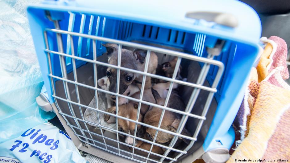 Niemcy: nielegalny handel szczeniętami. Również z Polski