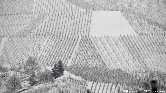 Nieve sobre los viñedos.