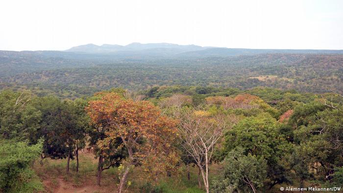 A forested area along the Ethiopia-Sudan border
