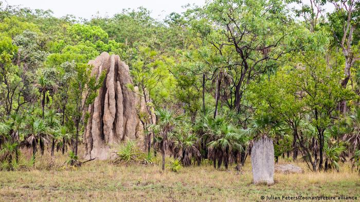 A large termite mound in Litchfield National Park, Northern Territory, Australia surrounded by trees