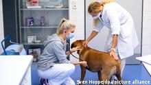Bini, eine dreijährige Rhodesian Ridgeback Hündin, wird an der Kleintierklinik der Münchner Ludwig-Maximilians-Universität (LMU) während einer Spezialsprechstunde für adipöse Hunde und Katzen von den Tierärztinnen Anna-Lena Ziese (l) und Petra Kölle untersucht. +++ dpa-Bildfunk +++