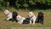 Cachorros de labrador.