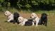 Labrador puppies Labrador puppies