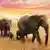 Afrika Savanne Elefanten