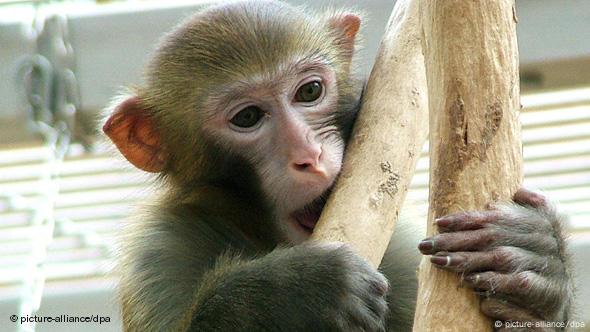 Mono verde, de Egipto a los laboratorios - Mis Animales