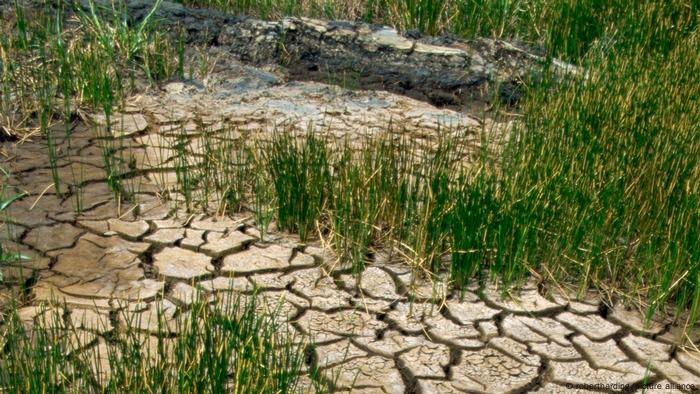 Dry ground near the Pitch Lake, Trinidad, West Indies, Caribbean,