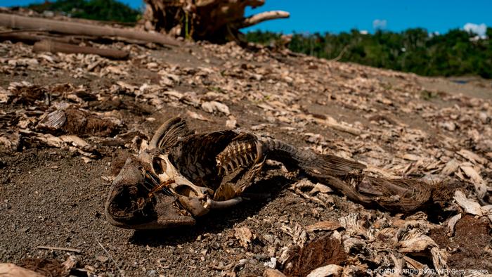 A dried fish carcass is seen on banks of unusually low reservoir in Puerto Rico, 2020. 