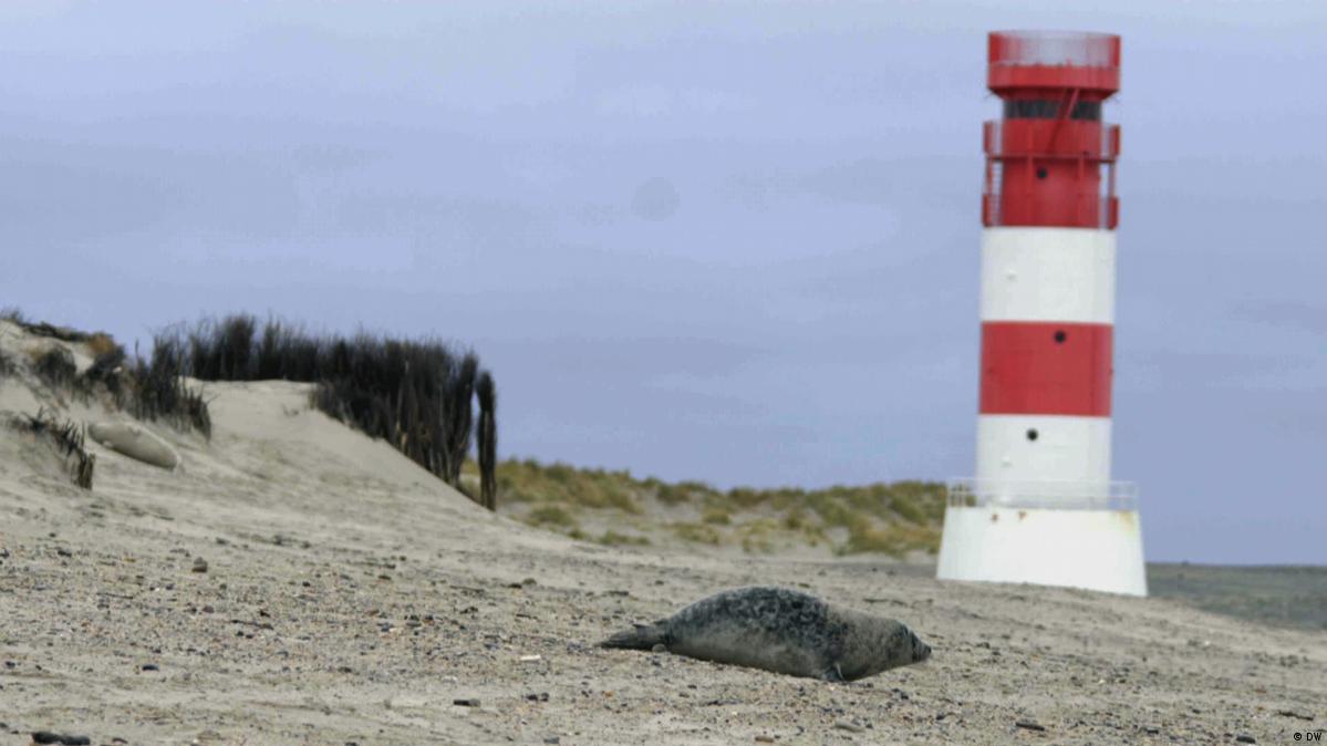 جميلة ولكنها خطيرة: فقمات الختم الرمادي على جزيرة هلغولاند, image size:1199x674