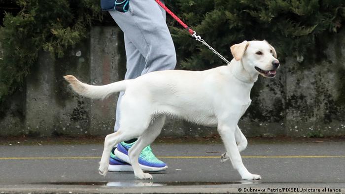 Labrador retriever on a leash