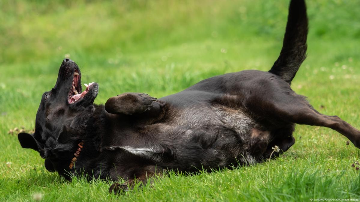 cual es la diferencia entre un labrador ingles y un americano