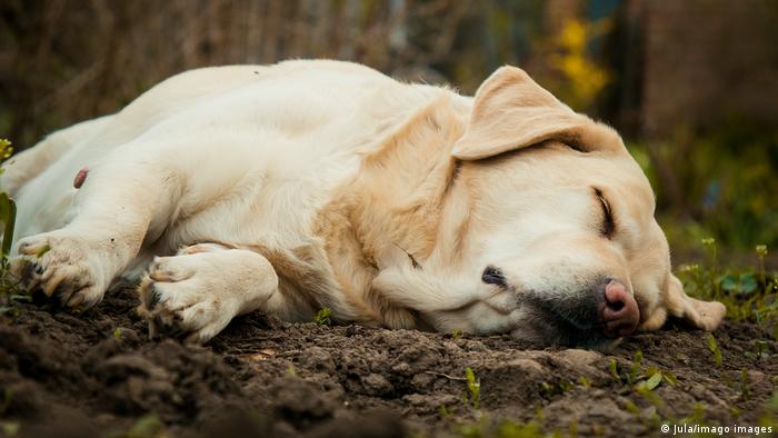A Labrador Retriever lying on the ground in the woods 