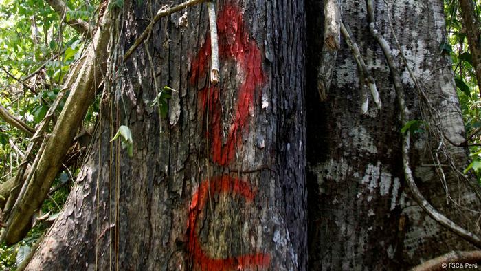 Arbol. 