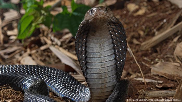 Estudio asegura que el veneno de las cobras evolucionó para causar un mayor  daño | Ciencia y Ecología | DW 
