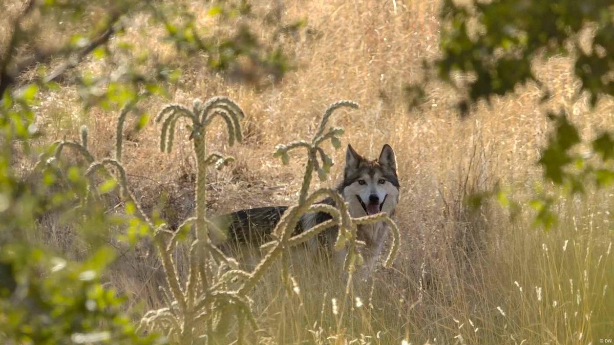 Mexico: The return of 'los lobos' – DW – 07/23/2021