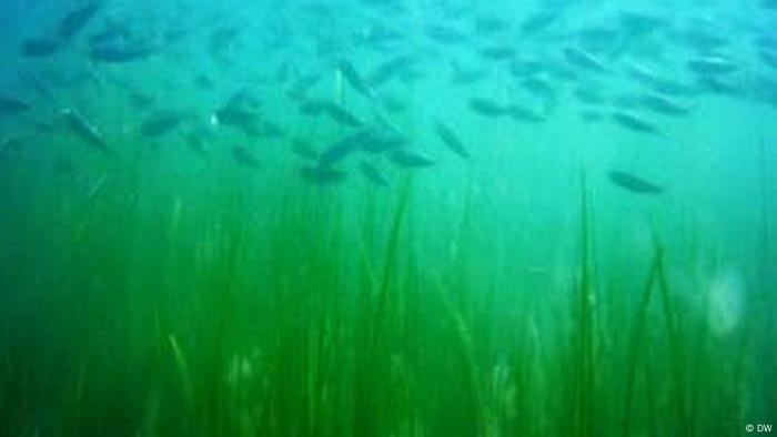 Seagrass underwater Seagrass underwater