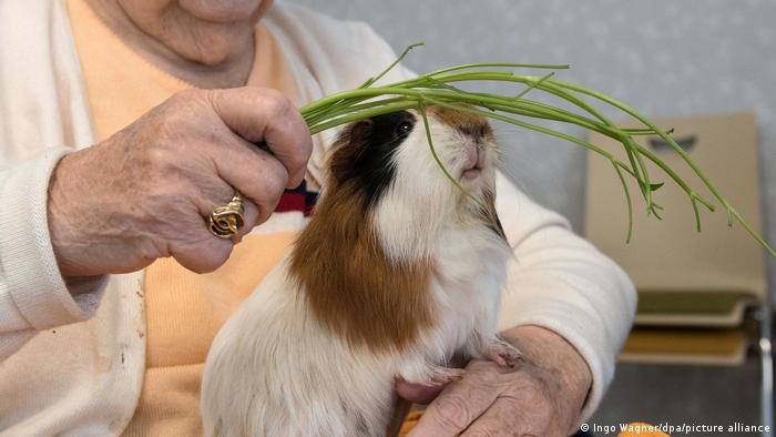 Animal therapy in a nursing home