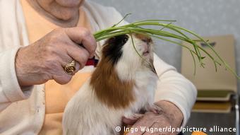 Παλαιότερα χρησιμοποιούνταν ζώα, τώρα υπάρχει η θεραπευτική μπάλα Παλαιότερα χρησιμοποιούνταν ζώα, τώρα υπάρχει η θεραπευτική μπάλα