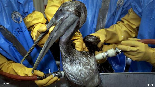 Pelikan umrljan naftom