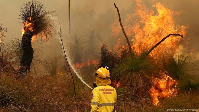 Firefighters try to put out burning palm trees