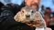 El "Día de la marmota": todos los 2 de febrero, en Punxsutawney, Pensilvania, EE. UU., una marmota presagia cuán rápido llegará la primavera. El "Día de la marmota": todos los 2 de febrero, en Punxsutawney, Pensilvania, EE. UU., una marmota presagia cuán rápido llegará la primavera.