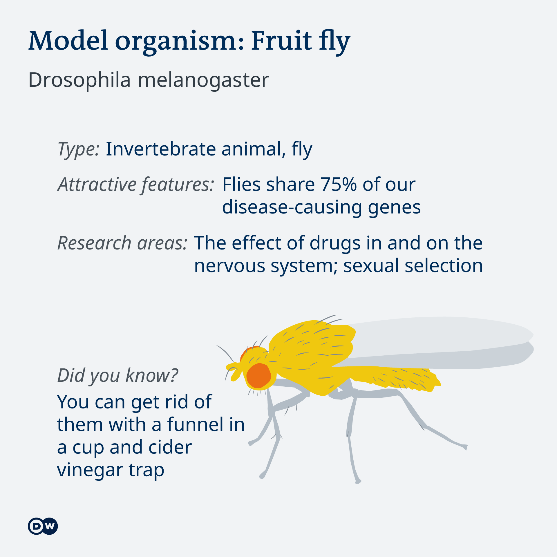 Model Organisms Are More Than Just Monkeys And Mice Science In Depth Reporting On Science And Technology Dw 05 02 2021