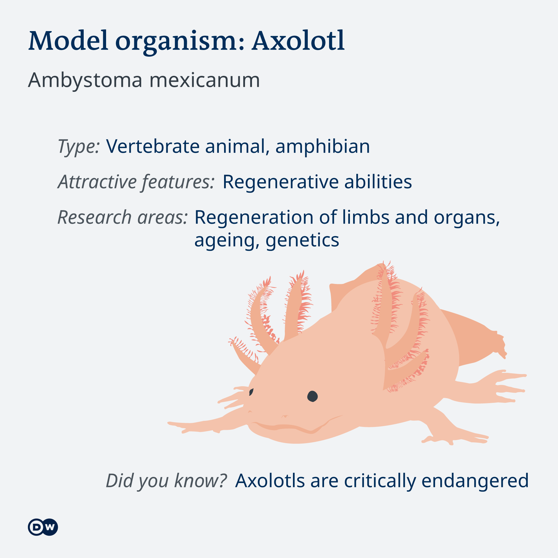 What Is the Best Model Organism