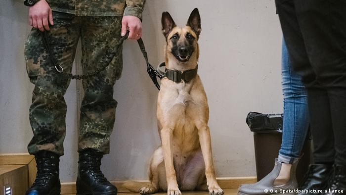 Filou the Belgian Shepherd has been trained to detect the virus