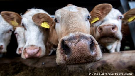 Vogelgrippe bei Rindern: Was bedeutet das?