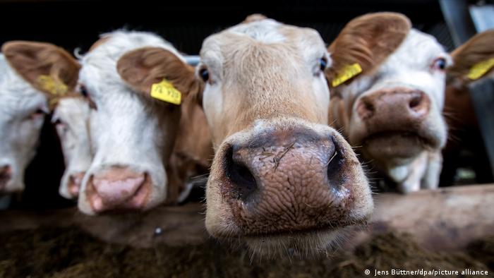 Bio-Fleisch vom Gut-Darß Nutztierhaltung Kühe