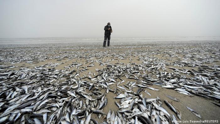 A man stands on a beach in Horcones, Chile, which is covered all over with fish carcasses 