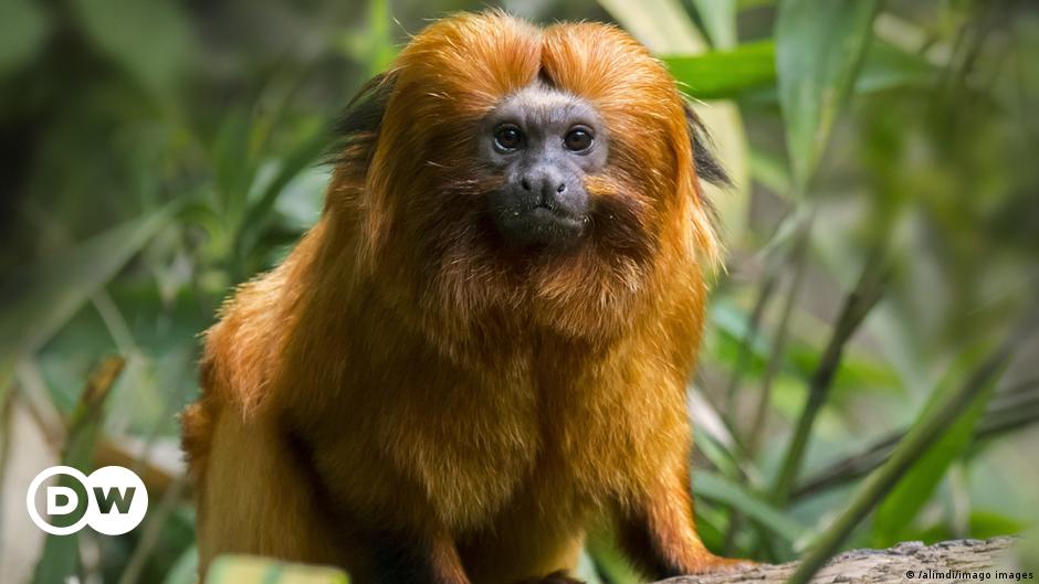 Once nearing extinction, Brazil's golden monkeys have rebounded from yellow  fever, scientists say