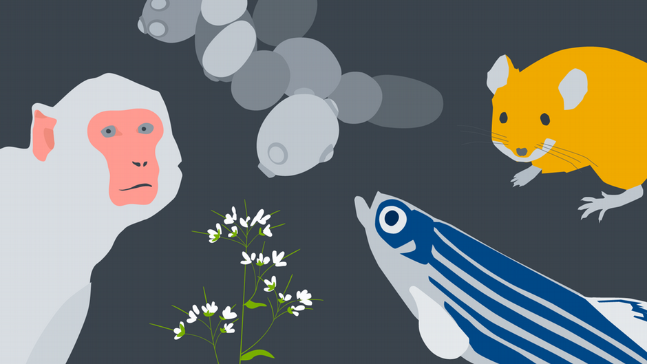 Model organisms are more than just monkeys and mice | Science| In-depth reporting on science and technology | DW - Vimarsana News