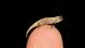 The smallest reptile in the world found in Madagascar The smallest reptile in the world found in Madagascar