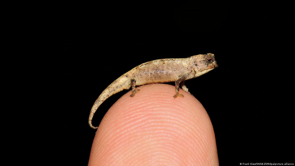 その他 Swedish Chameleon SC3 Tiny Tiny chameleon discovered in Madagascar