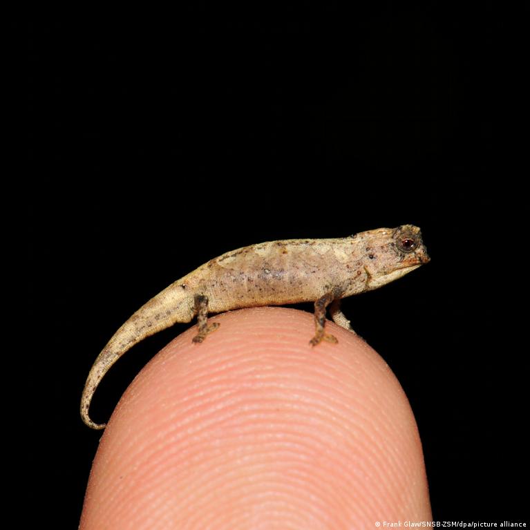 Tiny chameleon discovered in Madagascar