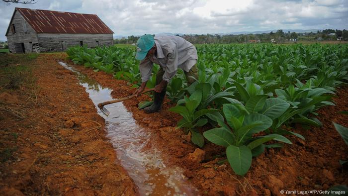 A man in a tobacco farm