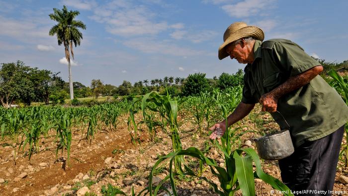 Symbolbild I Landwirtschaft in Kuba