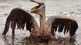 Pelikan Ölpest Öl Golf von Mexiko