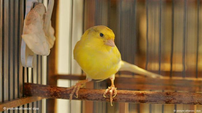 Kanarienvogel im Käfig Flash-Galerie (picture-alliance/ dpa)