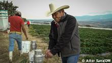 Mexican strawberry farmers go green