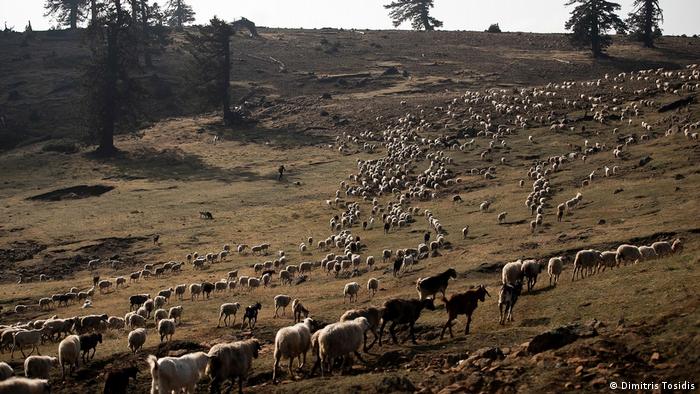 A sheep's herd moves on a mountain plain in the heart of Pindus national park in Greece