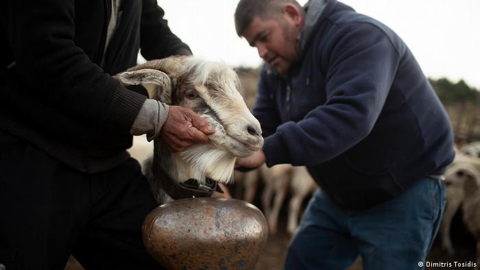 Nikos Saitis places a bell on a billy goat that will lead the flock of sheep during the migration.