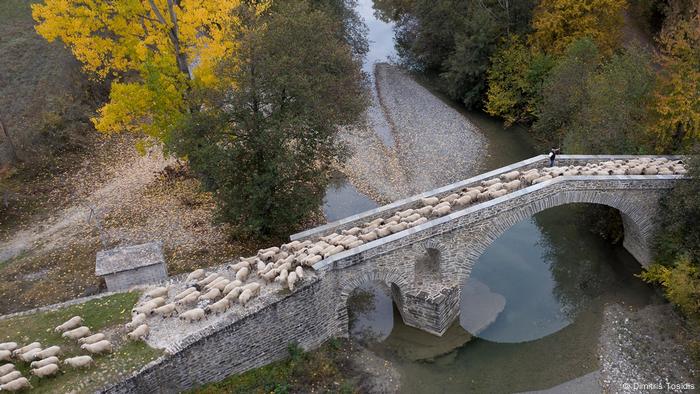 Giorgos Anthoulis sheep cross a narrow stone bridge near the village of Ziakas 