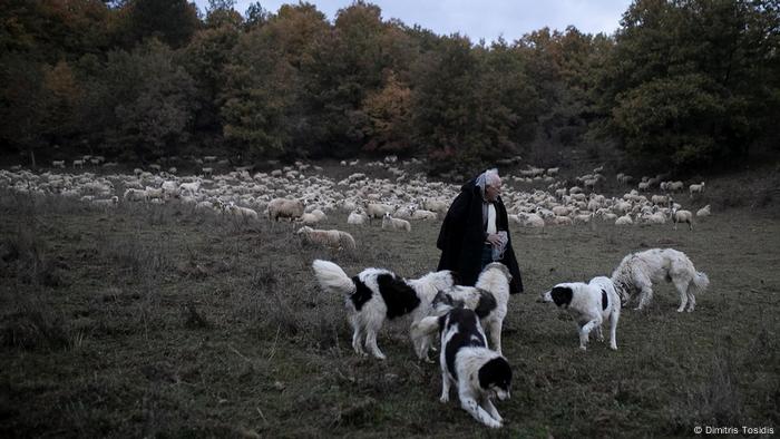 Giorgos Anthoulis feeds his sheepdogs in the early morning in Greece