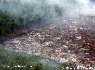 Lahan hutan di Kalimatan terus menyempit akibat pembalakan