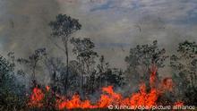 Waldbrände im Amazonas Brasilien 