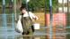 An unidentified citizen walks through the flooded area on the outskirts of the town of Jaslo An unidentified citizen walks through the flooded area on the outskirts of the town of Jaslo