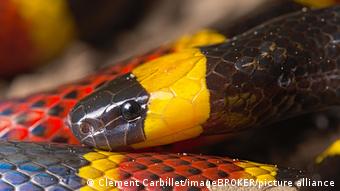  Les chercheurs du centre de recherche de Pastoria travaillent avec les serpents pour produire un sérum antivenimeux (photo d'illustation)